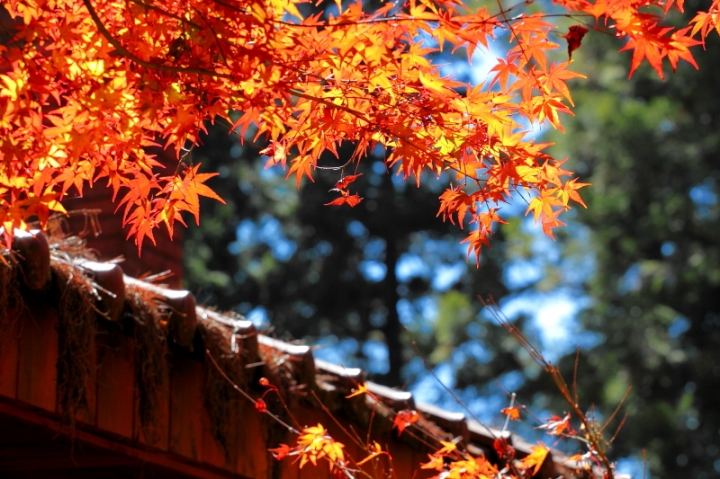 純分享~ 武陵銀杏、福壽楓紅、合歡山景