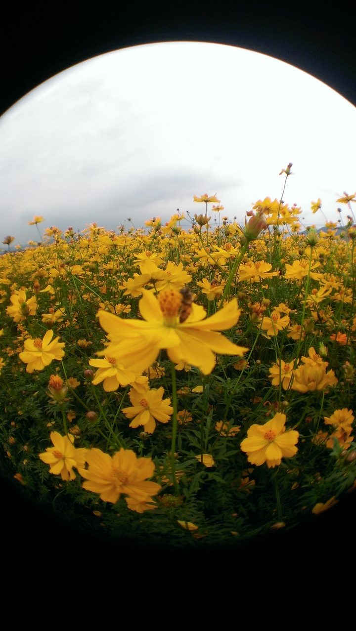馬蛇的平民自拍神器開箱分享