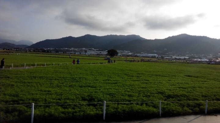 2014年新社花海