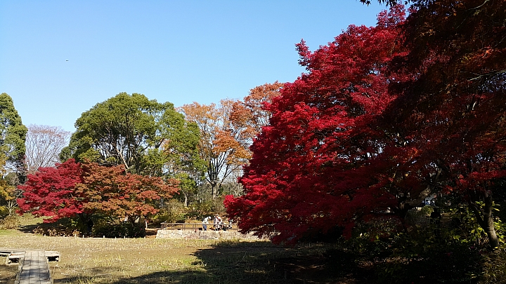NOTE 4 旅遊東京 照片分享 (圖多)