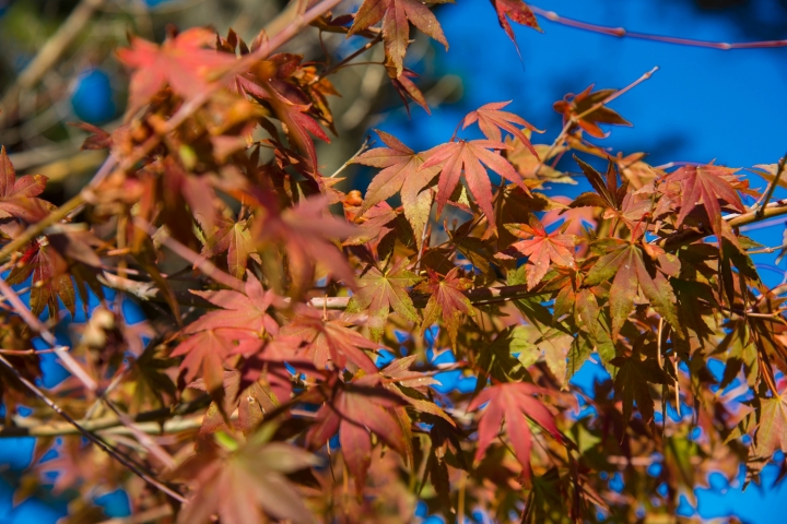 福壽山楓紅103/11/1-d800+24-120mm