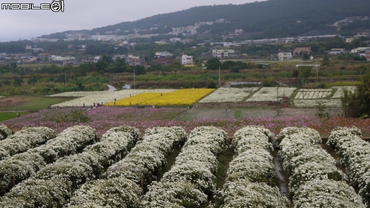 苗栗九湖賞杭菊.九華山禮佛散步遊