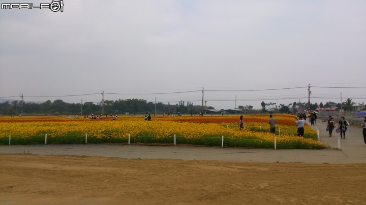 台中新社花海偷窺遊