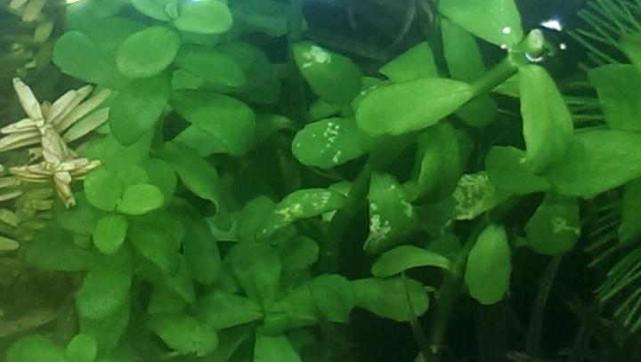 [分享+求健檢]新手上路，水草玫瑰蝦缸