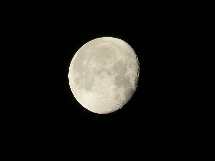 Canon 65倍類單長砲 SX60 與sony hx400比較心得，另外拍到一些不知名鳥類想請教