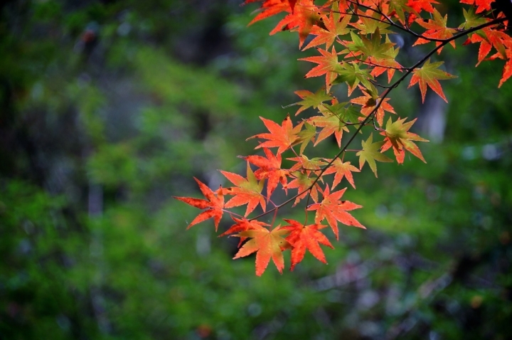Nex5n 雨中漫遊福壽山