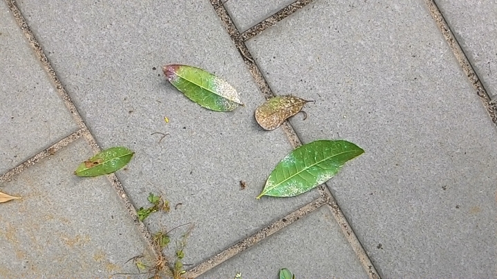 桂花的問題