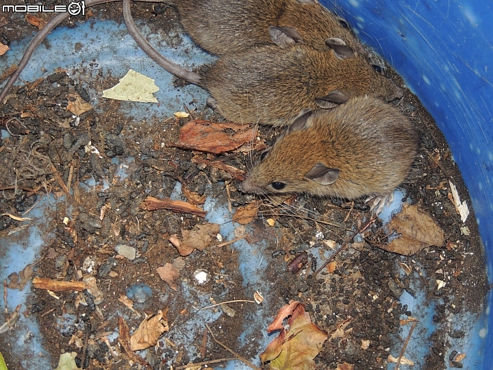 【問題已解決】抓到3隻家鼠?!該怎麼辦