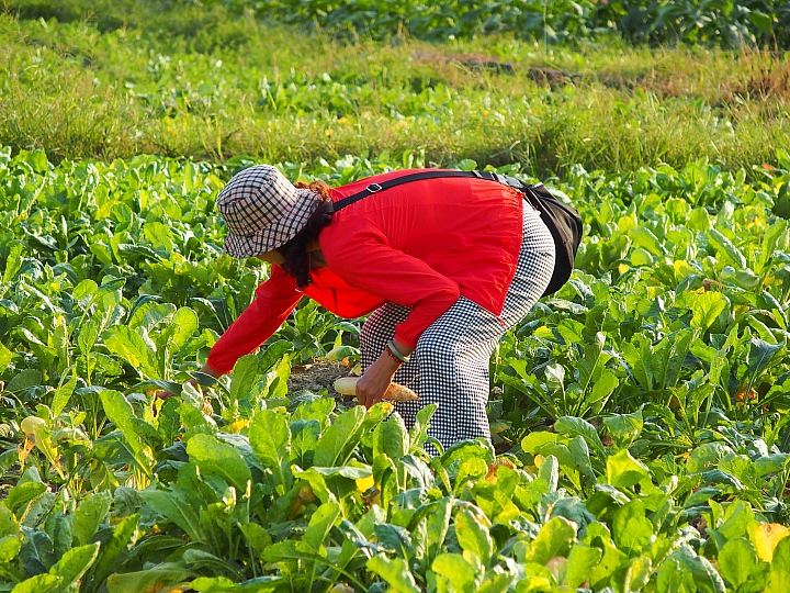 美濃鎮拔蘿蔔、林家民宿、鍾家醃蘿蔔、888粄條，愉快美濃行！