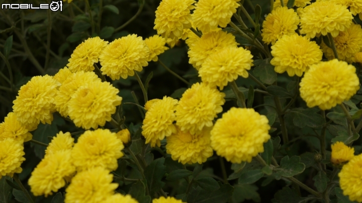 苗栗九湖賞杭菊.九華山禮佛散步遊