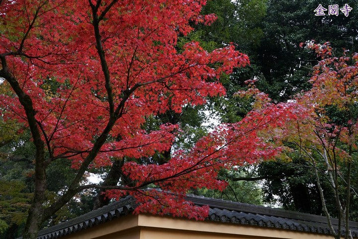 第一次京都、奈良行