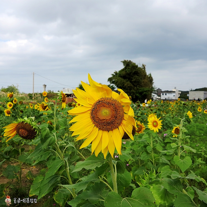省道一姐微甜旅行，薇甜花海起跑