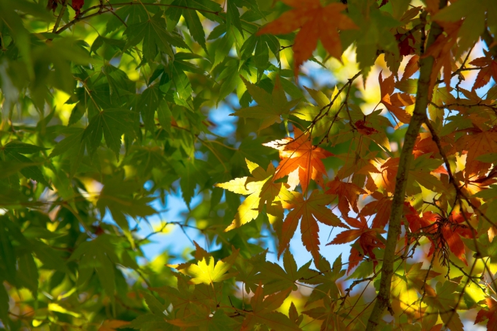 福壽山楓紅103/11/1-d800+24-120mm
