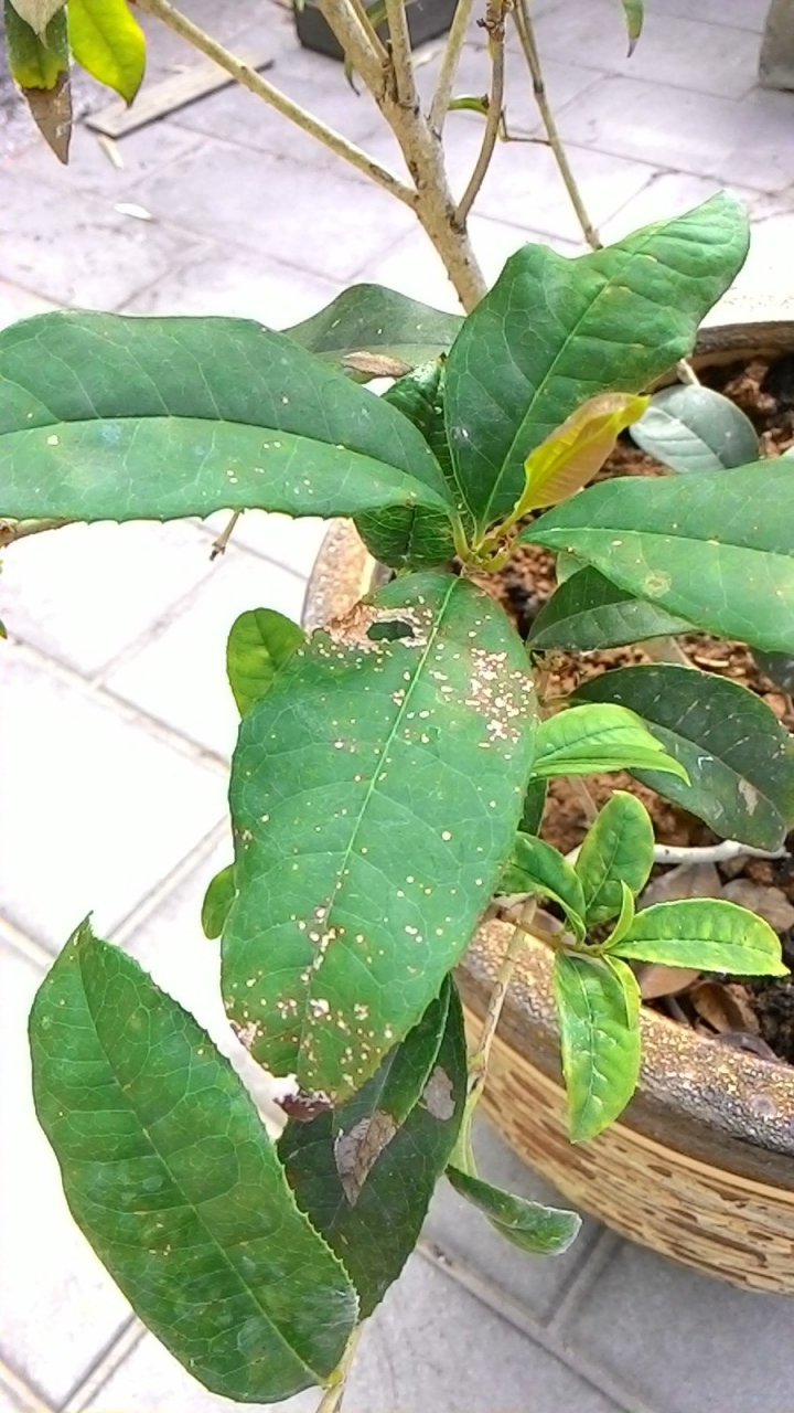 桂花的問題