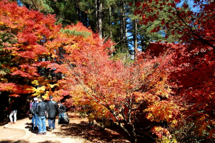 純分享~ 武陵銀杏、福壽楓紅、合歡山景