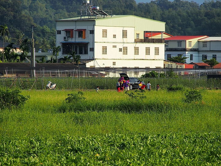 美濃鎮拔蘿蔔、林家民宿、鍾家醃蘿蔔、888粄條，愉快美濃行！