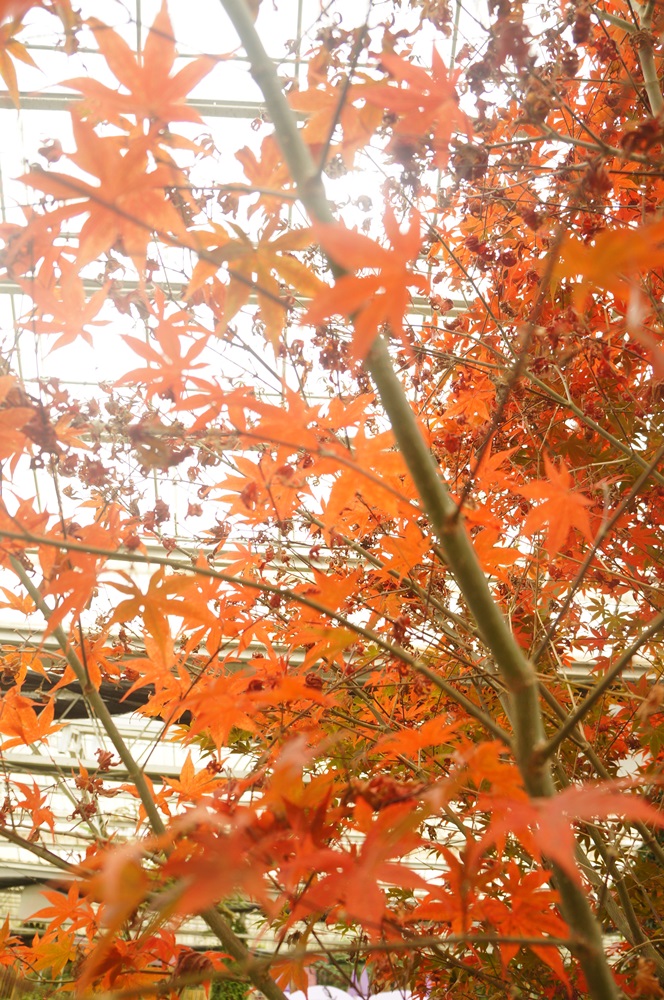 銀杏黃了、楓葉紅了，遊玩南投好時機!!!