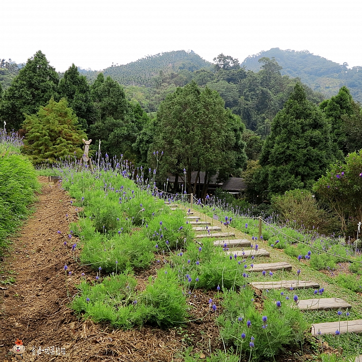省道一姐微甜旅行，薇甜花海起跑