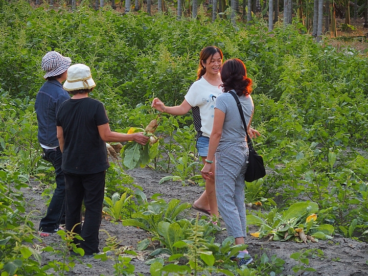 美濃鎮拔蘿蔔、林家民宿、鍾家醃蘿蔔、888粄條，愉快美濃行！