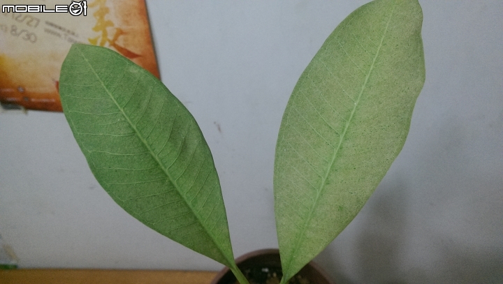 請問我的盆栽怎麼了? 杏花  雞蛋花