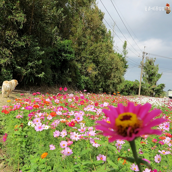 省道一姐微甜旅行，薇甜花海起跑