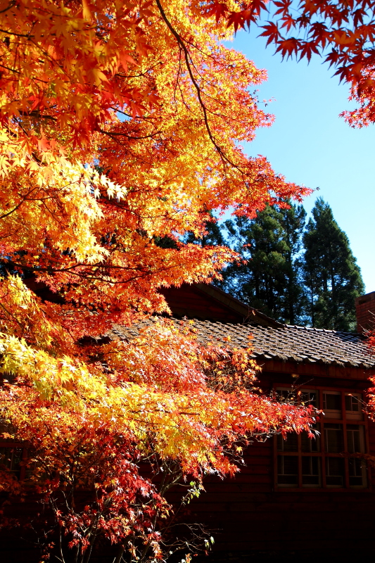 純分享~ 武陵銀杏、福壽楓紅、合歡山景