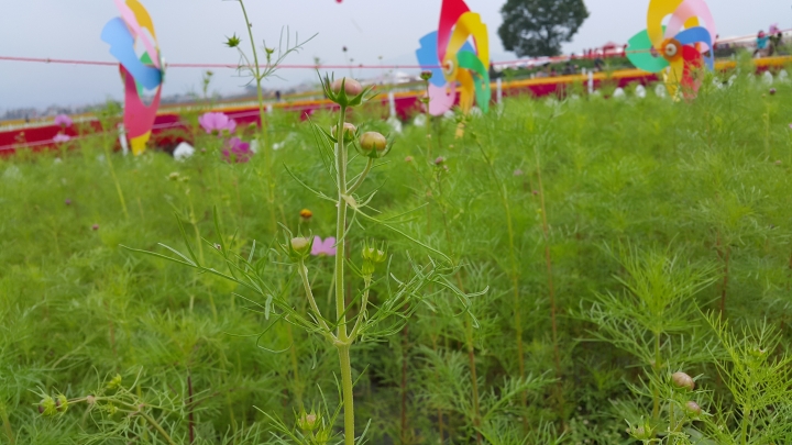 2014 (NOTE4) 新社花海新手拍拍