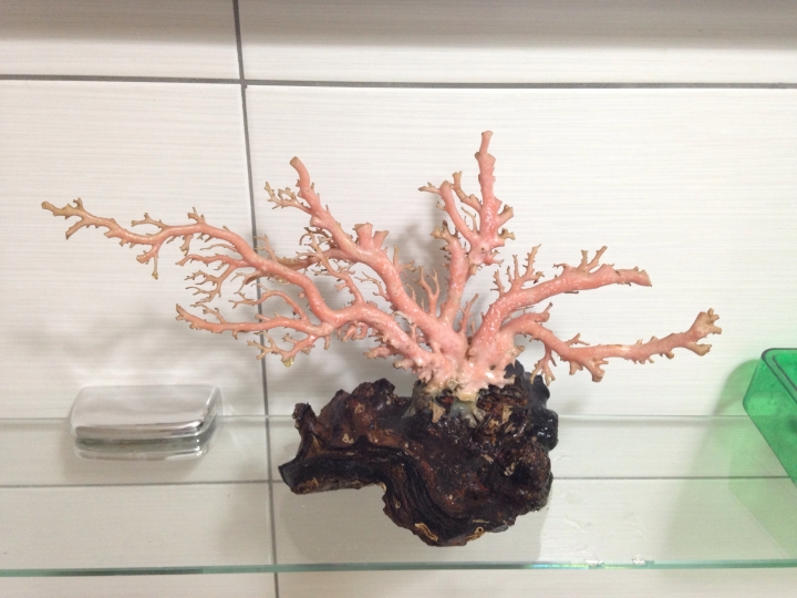 請專家鑑定這株珊瑚的真偽