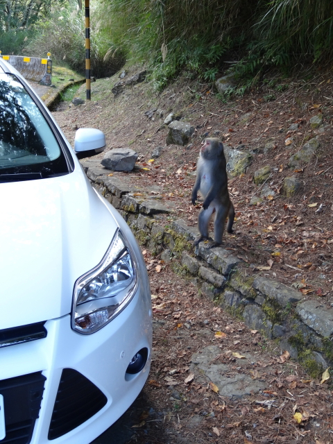 「Ford 好友默契出遊去」Focus 2.0 試乘心得 【阿里山一日遊】