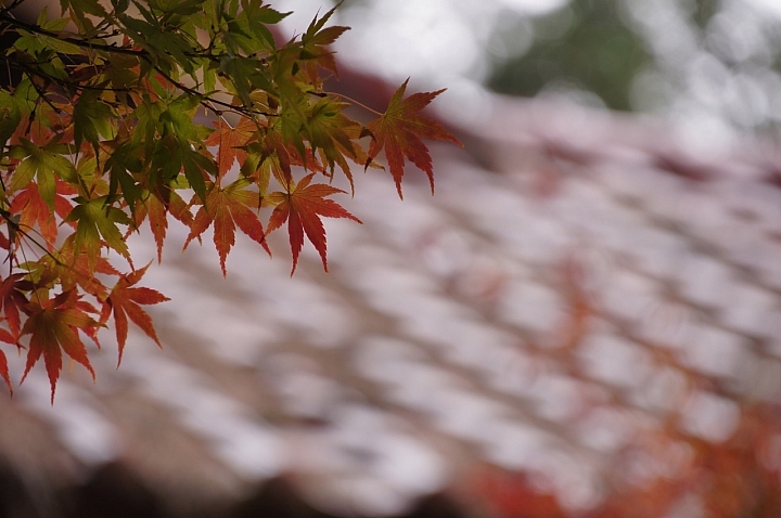 Nex5n 雨中漫遊福壽山