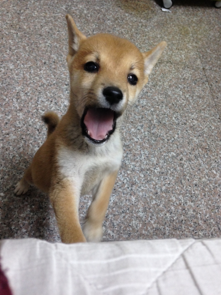 為什麼就不能好好坐車?