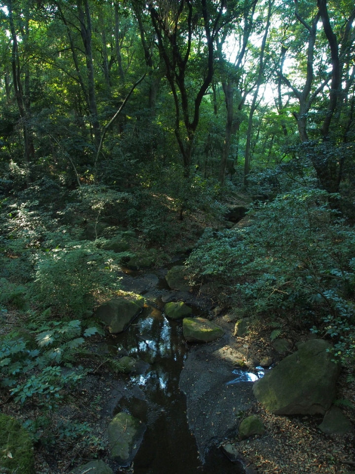 遲來的東京自助五日遊照片分享 (E-P5,E-PL2) 圖小多