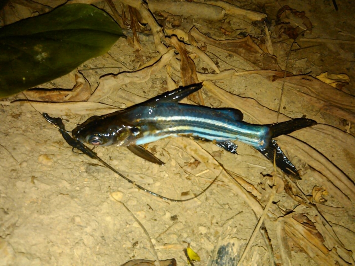 請問這是甚麼魚?