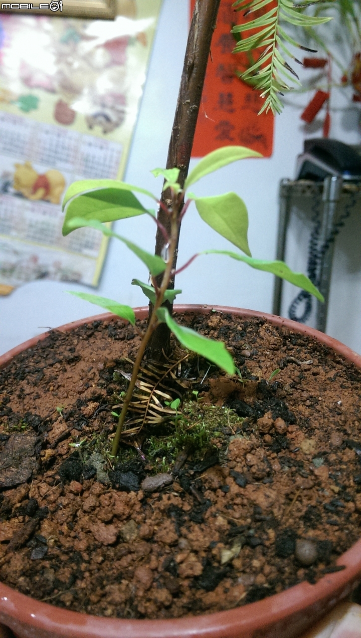 請問我的盆栽怎麼了? 杏花  雞蛋花