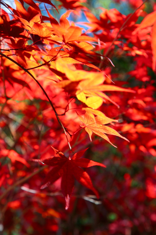 純分享~ 武陵銀杏、福壽楓紅、合歡山景