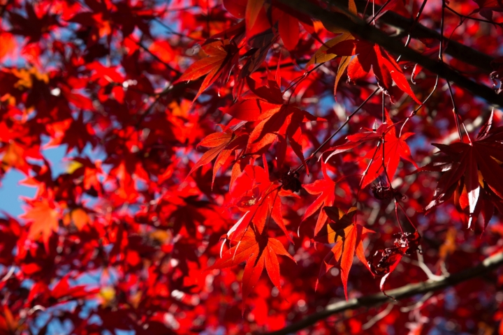 福壽山楓紅103/11/1-d800+24-120mm