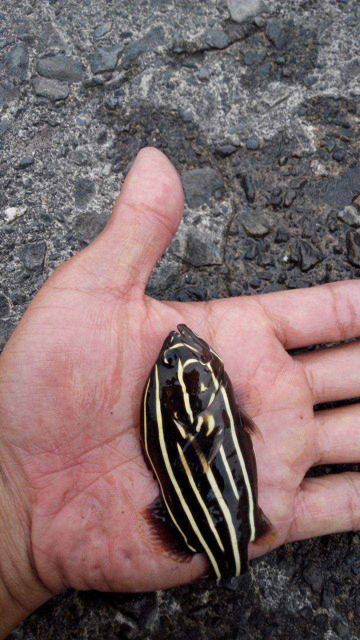 能幫我看看這什麼魚嗎?!