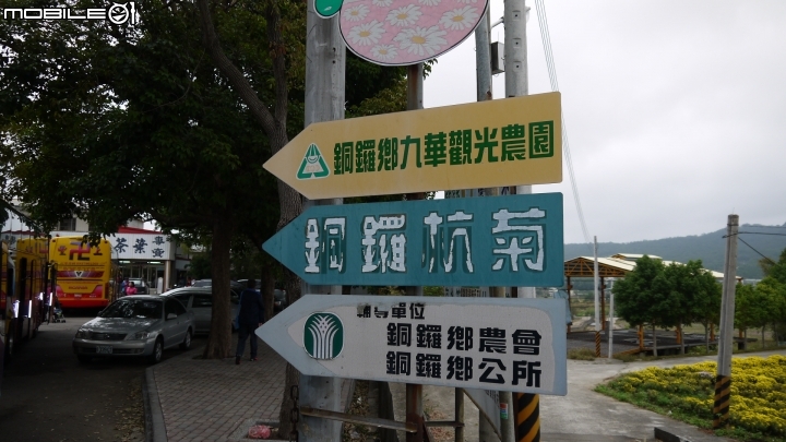 苗栗九湖賞杭菊.九華山禮佛散步遊