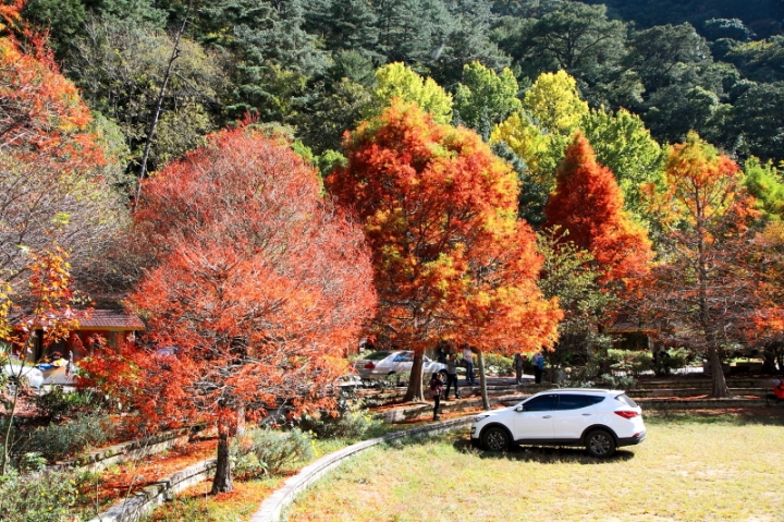 純分享~ 武陵銀杏、福壽楓紅、合歡山景