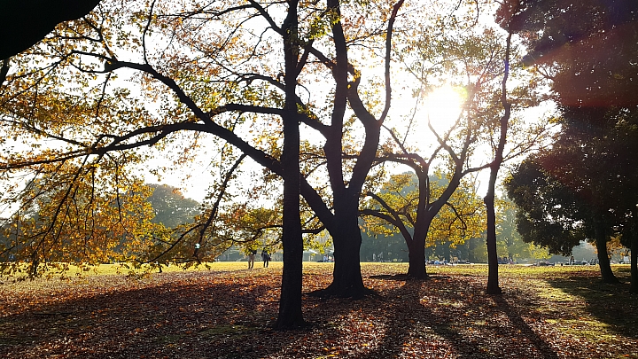 NOTE 4 旅遊東京 照片分享 (圖多)