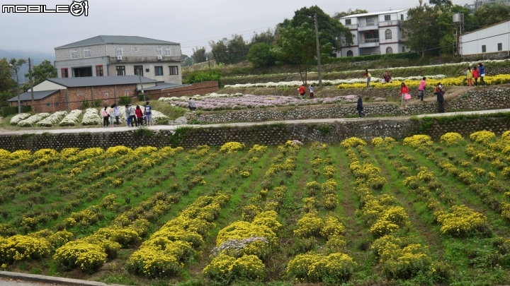 苗栗九湖賞杭菊.九華山禮佛散步遊