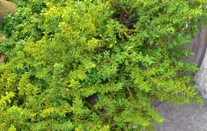 檸檬樹共生植物--更新圖片