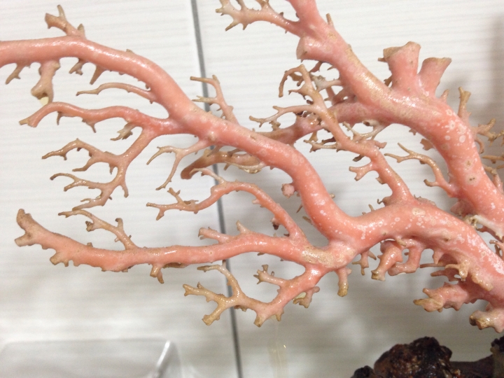 請專家鑑定這株珊瑚的真偽