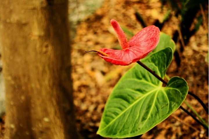鐵道餐廳拍照RX100M3