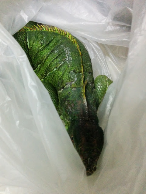 [已解答] 鄰居家跑來一隻大蜥蜴，請問這是變色龍嗎?