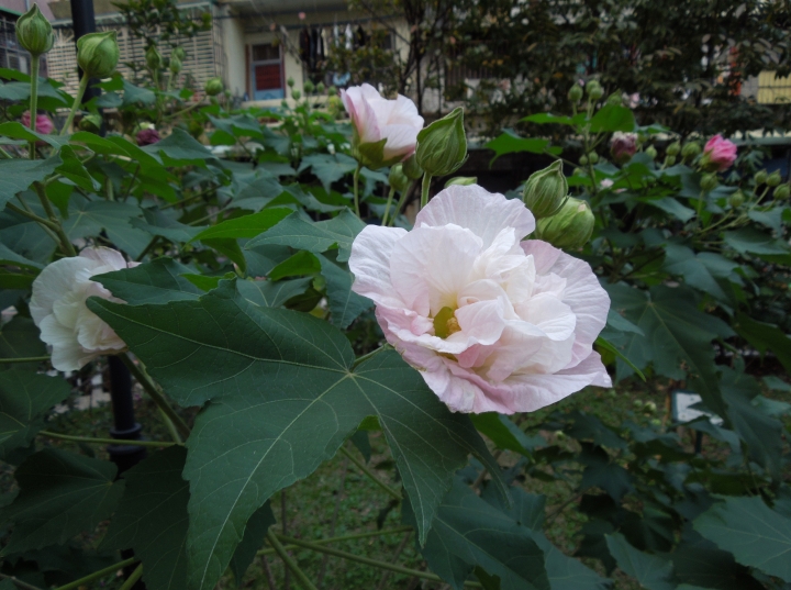 新北的幾個都會區內的小公園賞花行