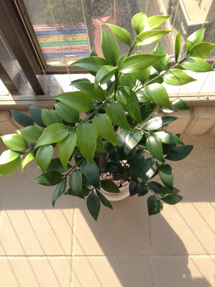 請問植物名字...謝謝!
