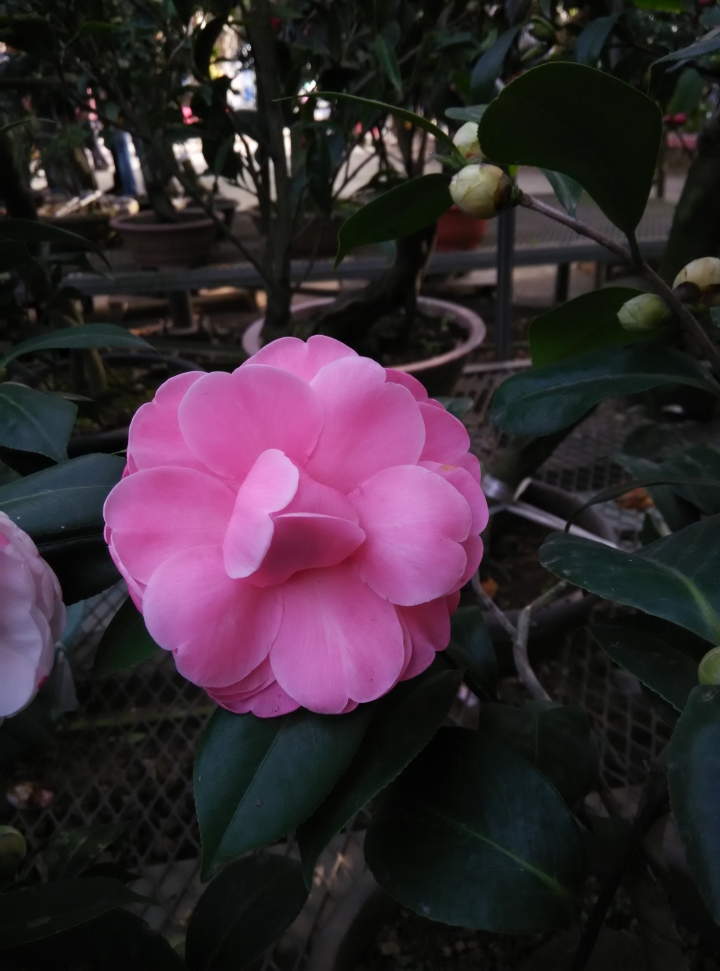 5千元不到的相機-HM Note 4G