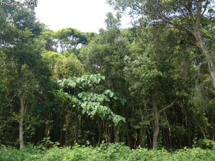 103-06-23 彰化溪州費茲洛公園鳥鳥騎 騎乘里數:35公里 (代鐵枝PO文)