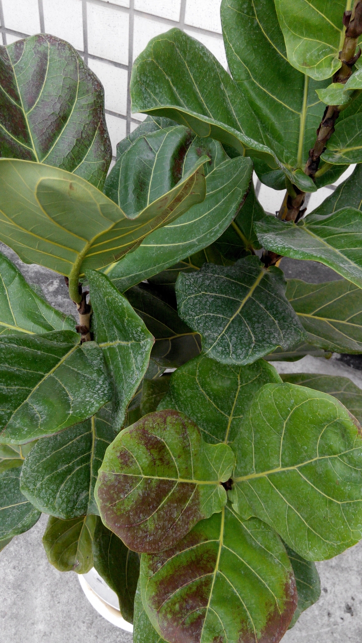 RE:琴葉榕這是太冷還是缺水